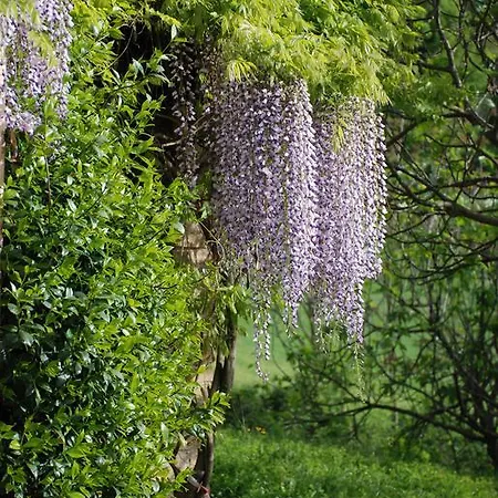Holiday home Rubbiano House